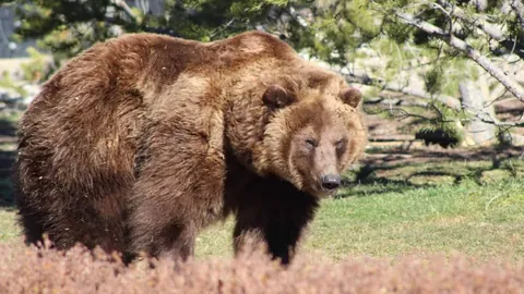 曼联欲引进波尔图头号射手，转会传闻费用可能高达8000万欧